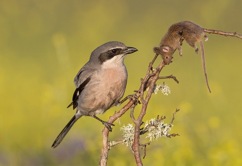 Southern Grey Shrike