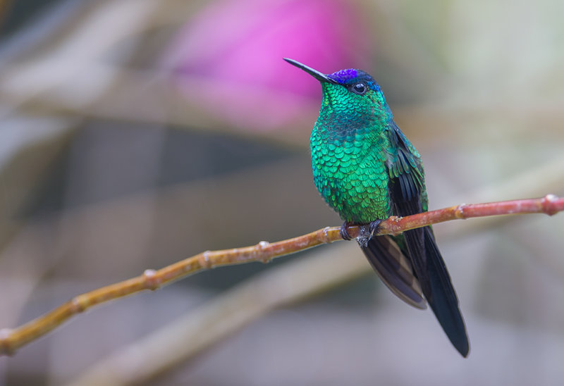 Violet-capped Woodnymph