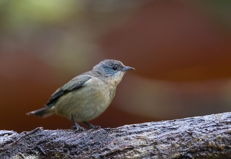 Black-legged Dacnis(f)