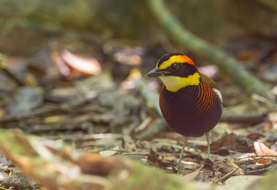 Banded Pitta (m)