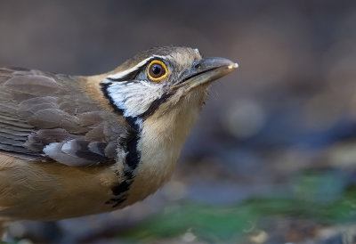 Greater necklaced Laughingthrush
