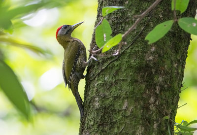 Streak-breasted Woodpecker