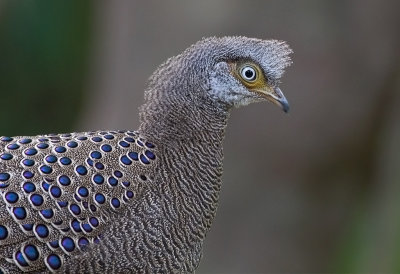 Grey- peacock Pheasant