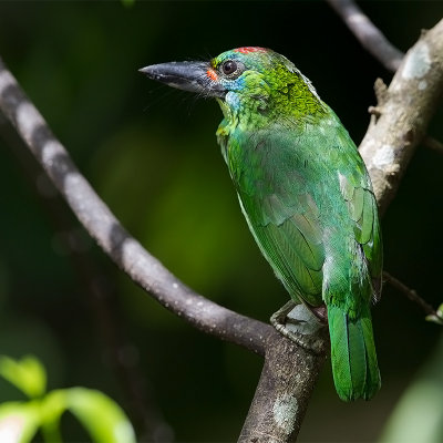 Red-throated Barbet (f)