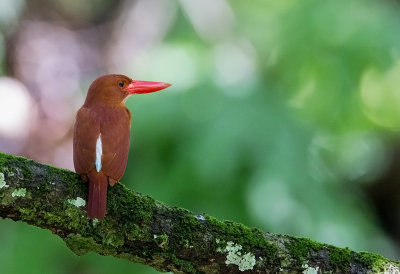 Ruddy Kingfisher