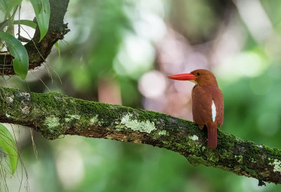 Ruddy Kingfisher