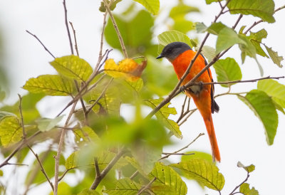 _Grey-chinned Minivet