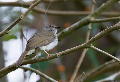 Spectacled Bulbul