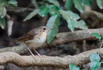 Siberian Blue Robin (f)