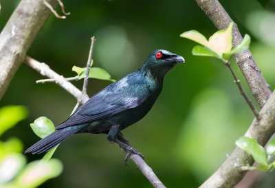 Asian Glossy Starling