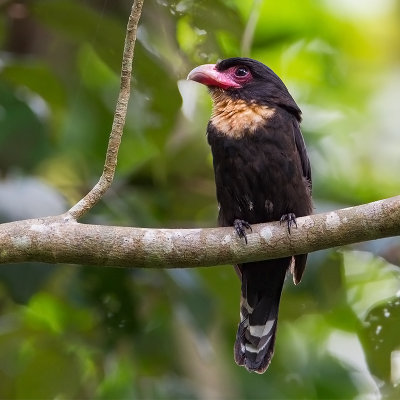 Dusky Broadbill