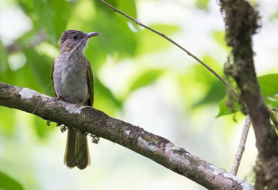 Mountain Bulbul