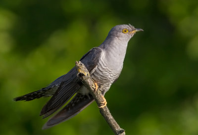 Common Cuckoo