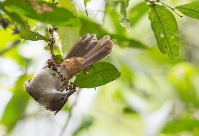 Ochraceous Bulbul