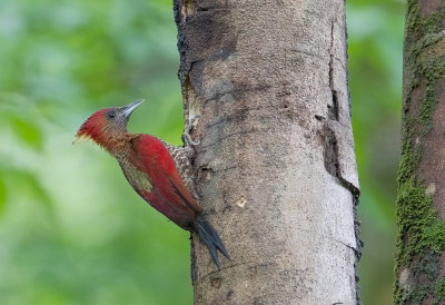 Banded Woodpecker