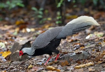 Silver Pheasant