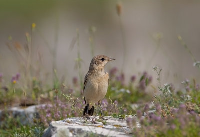 Isabeline Wheatear