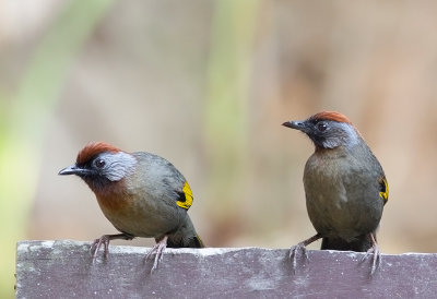 Silver- eared Laughingthrush