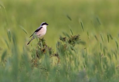 Lesser Grey Shrike