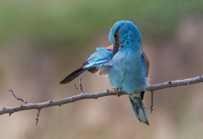 European Roller