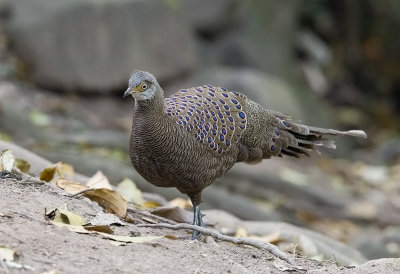 Grey-Peacock Pheasant