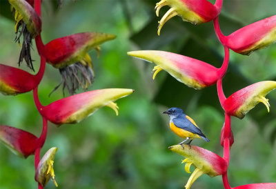 Orange-bellied Flowerpecker