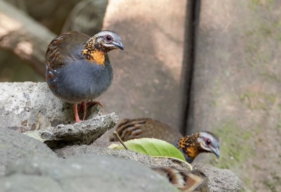 Rufous-throated Partridge