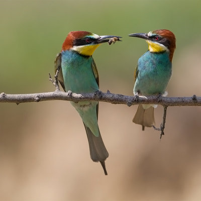 European Bee-eater 