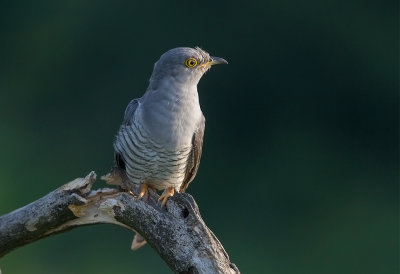 Common Cuckoo