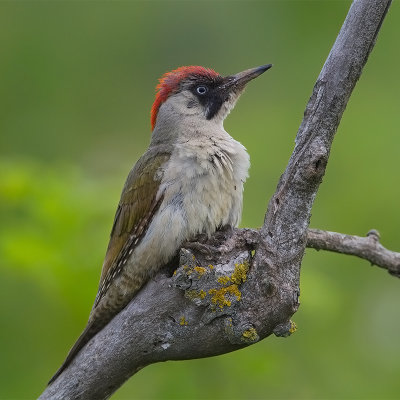 European Green Woodpecker