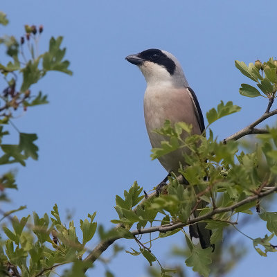 Lesser Grey Shrike