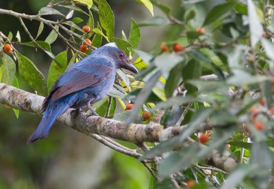 Asian Fairy Bluebird (f)