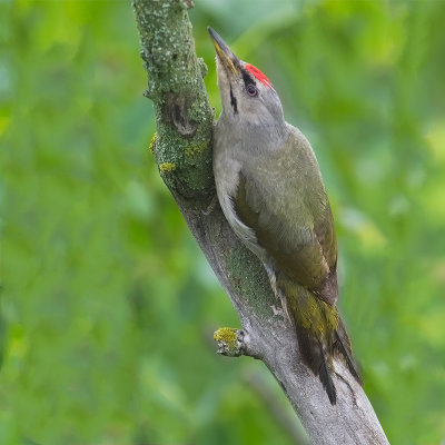 Grey-headed Woodpecker