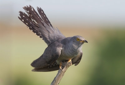  Common Cuckoo Bulgaria 2017