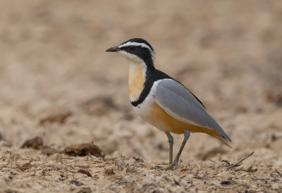 Egyptian Plover