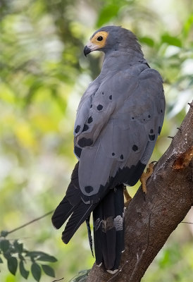 African Harrier Hawk