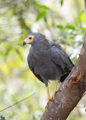 African  Harrier Hawk