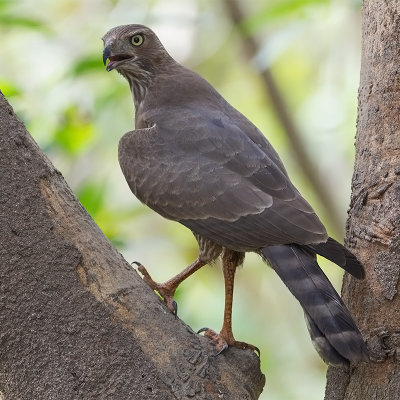 Dark Chanting Goshawk (juv)