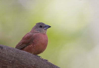 African Firefinch