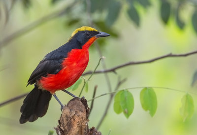 Yellow-crowned Gonolek