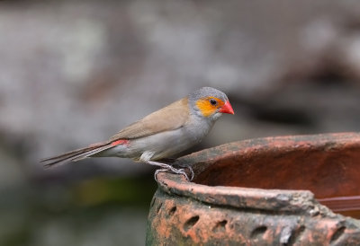 Orange-ckeeked Waxbill