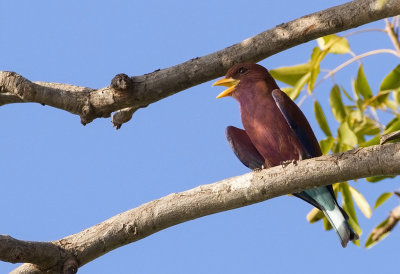 Broad-billed Roller