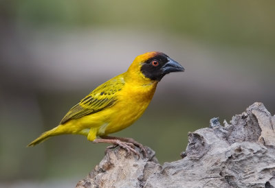 Viteline Masked Weaver