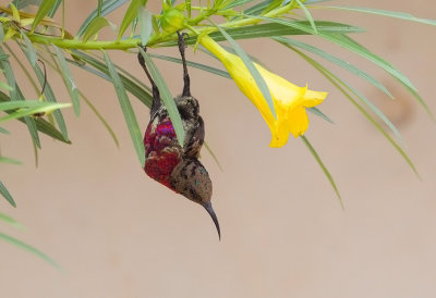 Scarlet-chested Sunbird