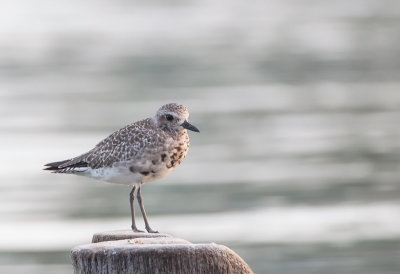 Grey Plover