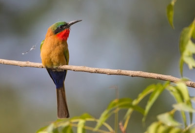 Red-throated Bee-eater