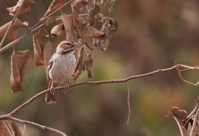Chestnut-crowned Sparrow Weaver