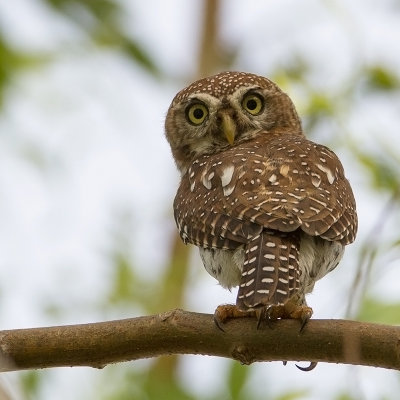 Pearl-spotted Owlet