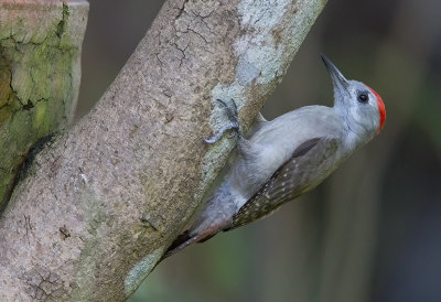African Grey Woodpecker (m)