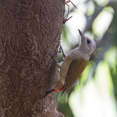 African Grey Woodpecker (f)